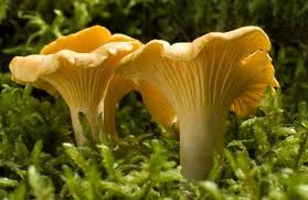 FOIRE AUX CHAMPIGNONS