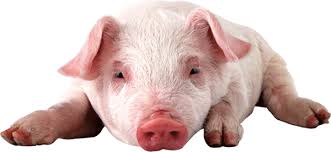 La Fête du cochon
