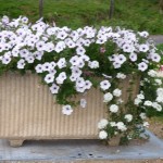 fleurs camping Aumont-Aubrac